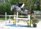 Cheval - AMOUR DE FEE SFA