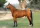 Sallie &eacute;talon - CACAO COURCELLE SFA - H. Delaroque