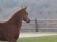 Cheval &agrave; vendre - alouette de riverland SFA