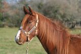 
HARAS DE LA LIZONNE : OTEIBAH LA
LIZONNE AR
