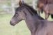 Cheval &agrave; vendre - Belouga du Soleil