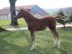 Cheval &agrave; vendre - alouette de riverland SFA