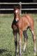 Cheval &agrave; vendre - Bambola du Soleil SF - Bambola du Soleil - Domaine du Soleil - www.dreamclic.com