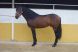 Cheval &agrave; vendre - LIMPIABOTAS
