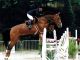Cheval - AMOUR DE FEE SFA