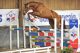 Cheval &agrave; vendre - Beau goss SF