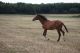 Cheval &agrave; vendre - accent de riverland SF