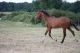 Cheval &agrave; vendre - accent de riverland SF