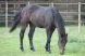 Cheval &agrave; vendre - ARTI DE L'ERMITAGE