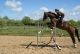 Cheval - AMOUR DE FEE SFA